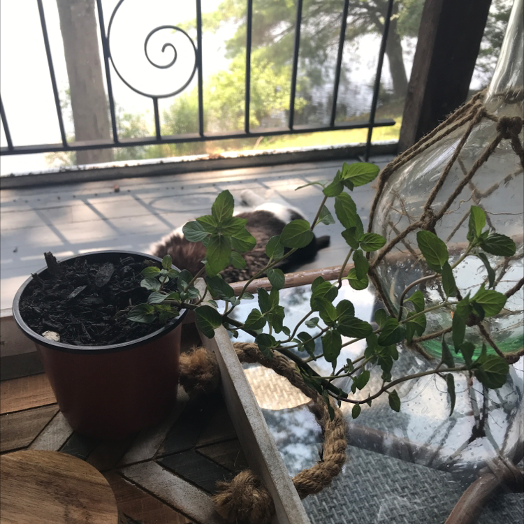 Photo of the plant species Chocolate Mint by @Greengoddess89 named Phil on Greg, the plant care app