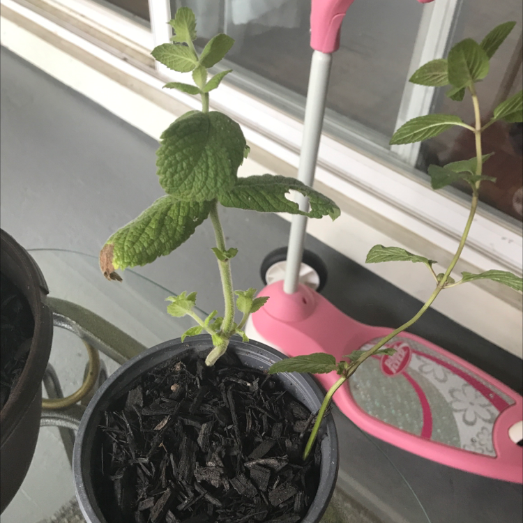 Photo of the plant species Apple Mint by @Greengoddess89 named Fran on Greg, the plant care app