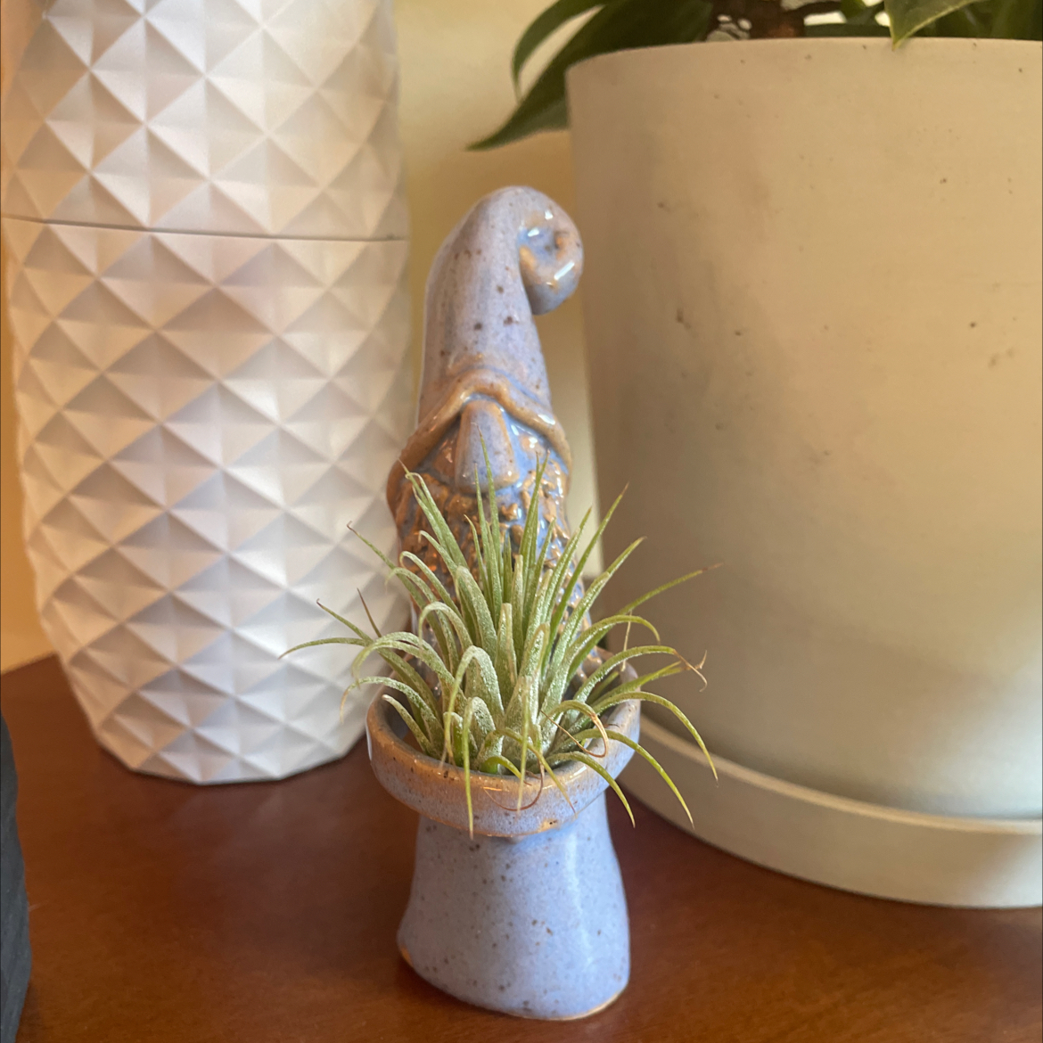 Fishbone Air Plant in a decorative pot, healthy and well-framed.