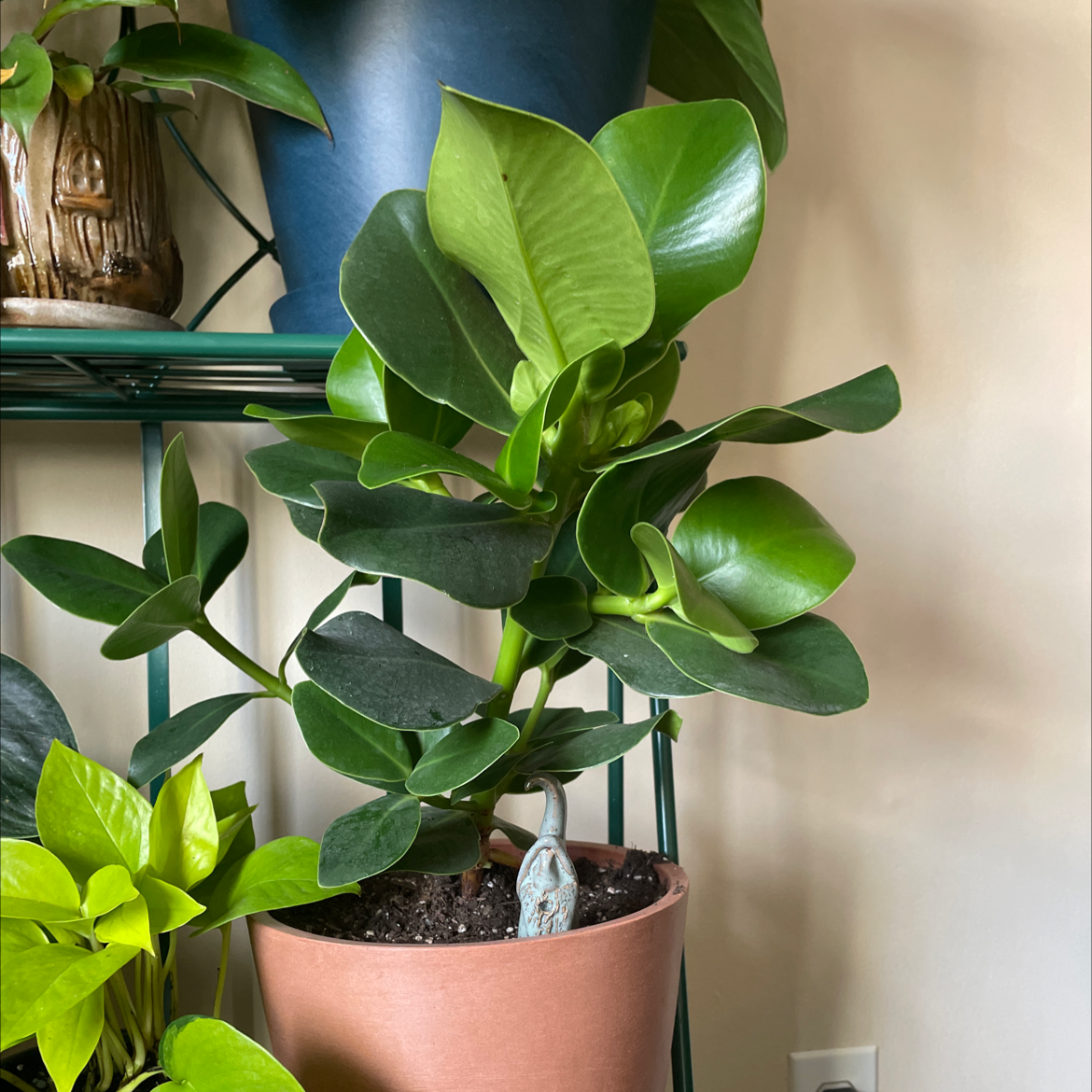 Healthy Autograph Tree with glossy green leaves in a pot on a shelf with other plants.