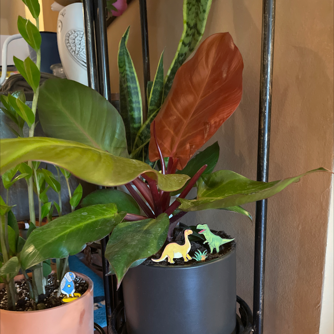 McColley's Finale plant with broad, glossy leaves in a black pot, surrounded by other plants and decorative items.