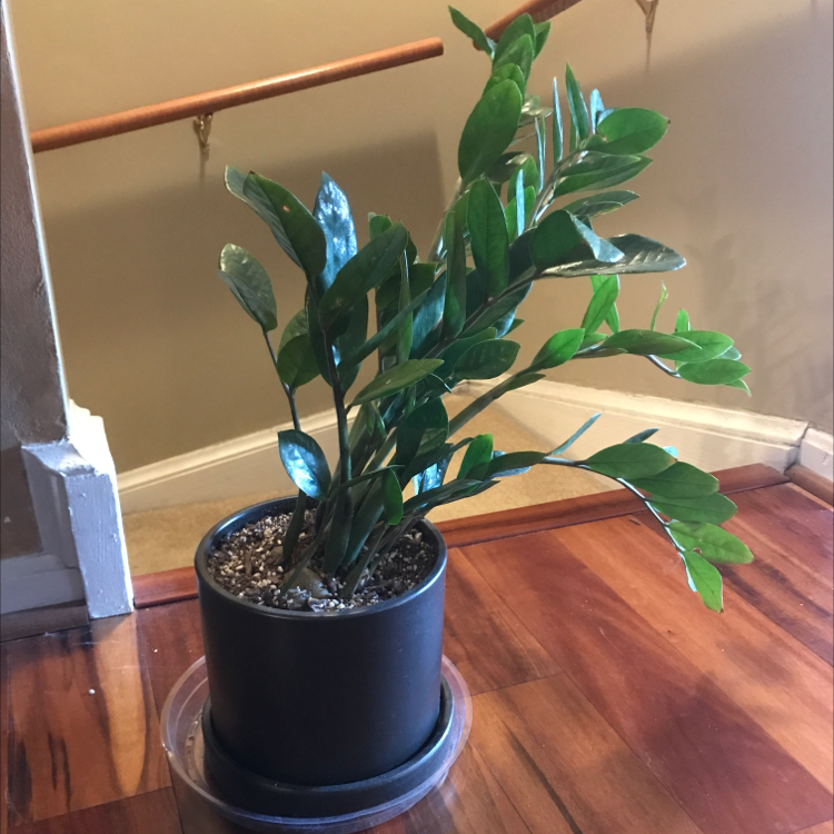 Zamioculcas Zamiifolia plant photo by @Tara named Beorn on Greg, the plant care app.