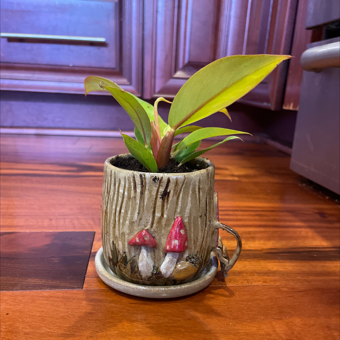 Philodendron Prince of Orange plant in a decorative pot with some yellowing leaves.