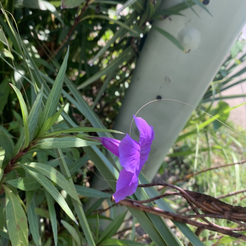 Mexican Bluebell plant with purple flower and some browning leaves.