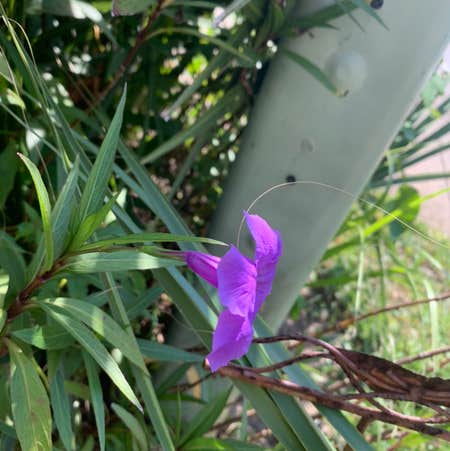 Photo of the plant species Mexican Bluebell by @ElaineinTn named Your plant on Greg, the plant care app