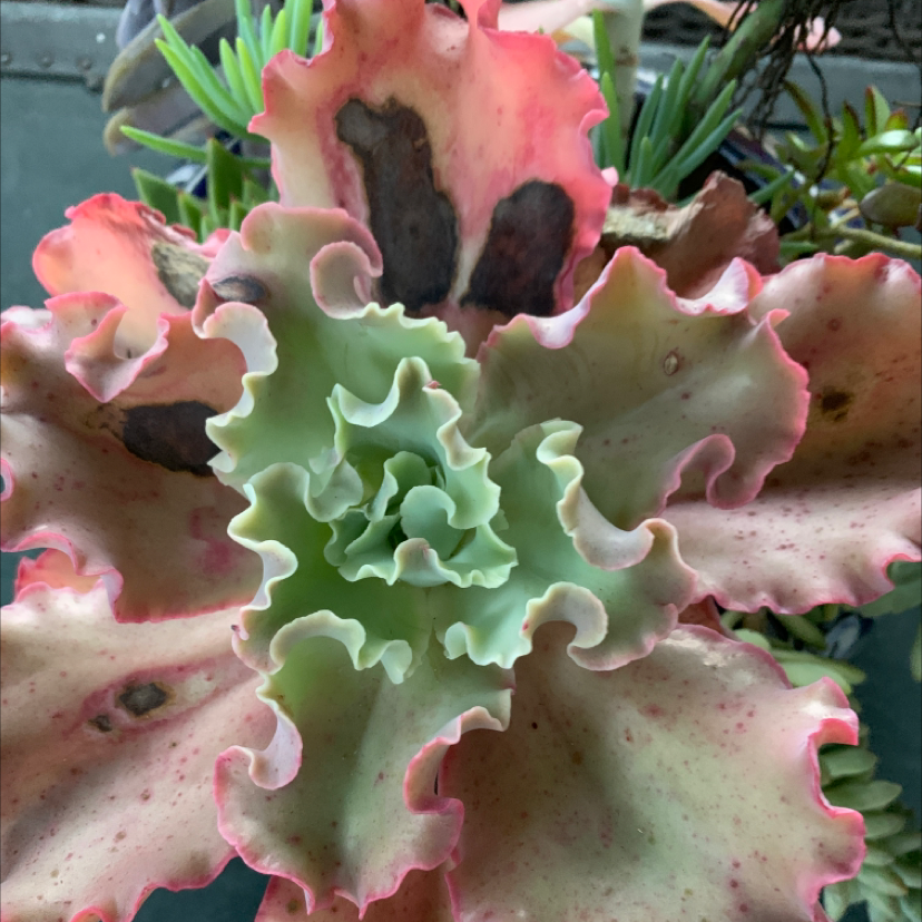 Photo of the plant species Echeveria Gibbiflora by @ElaineinTn named Surprise Revival on Greg, the plant care app