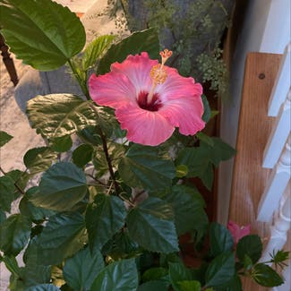 Chinese Hibiscus plant in Pasadena, Maryland