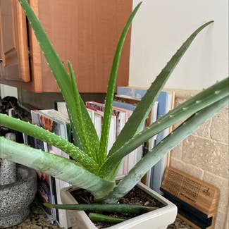 Aloe vera plant in Pasadena, Maryland