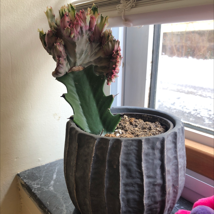 Potted Candelabra Cactus near a window with visible browning and black spots at the top.
