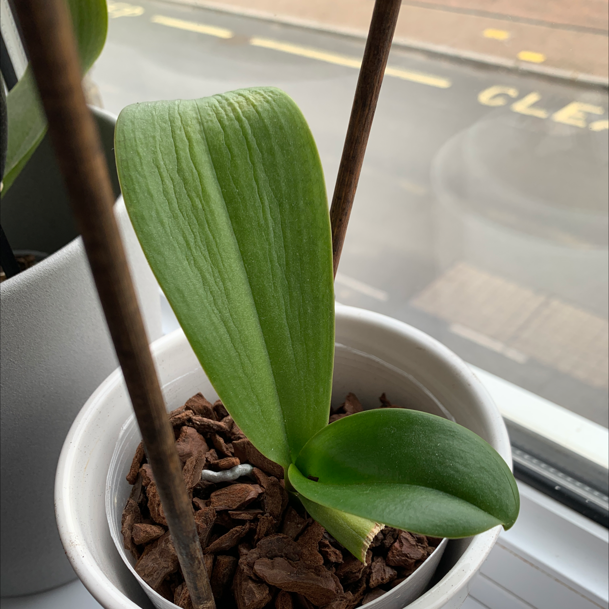 Cockleshell Orchid with healthy green leaves in a white pot with bark-based soil.
