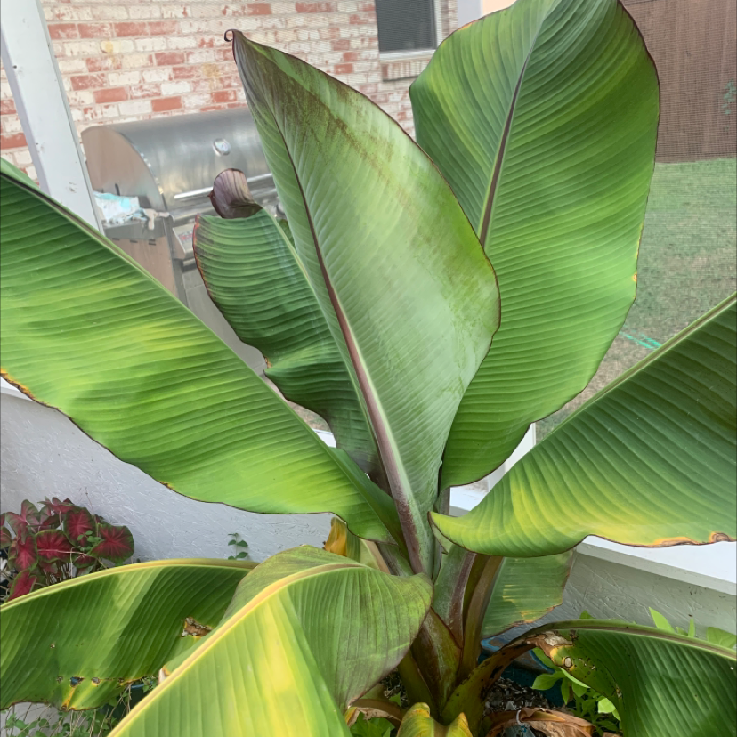 Abyssinian Banana plant with broad green leaves, some yellowing and browning at the edges.