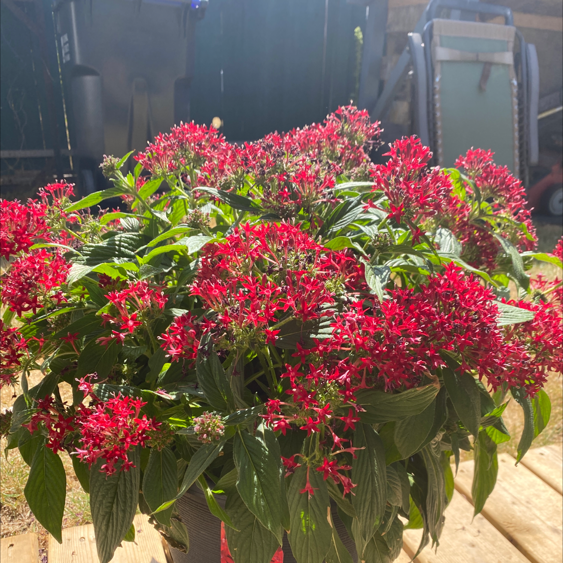 A healthy Egyptian Starcluster plant with vibrant red flowers.