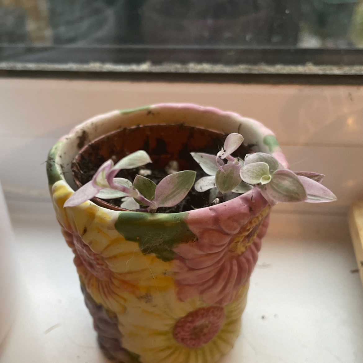 Photo of the plant species Callisia Pink Panther by @Donnaboo named Little one on Greg, the plant care app
