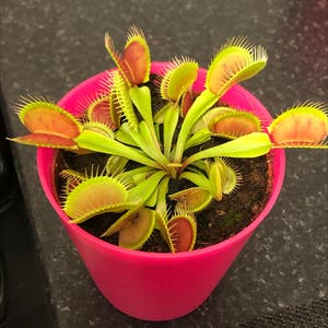 Venus Fly Trap plant photo by @Plantpower123 named Your plant on Greg, the plant care app.