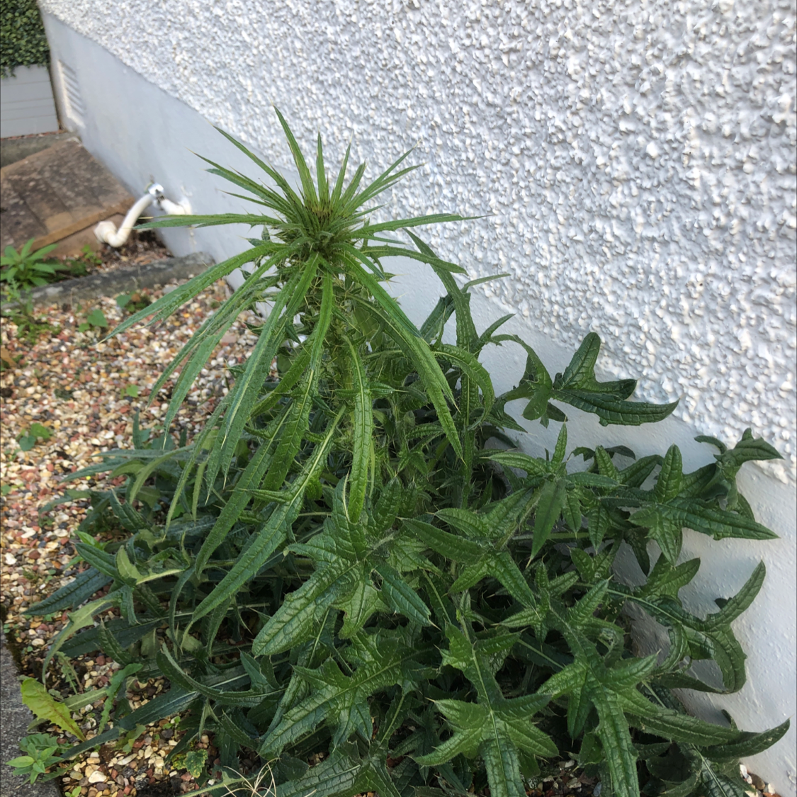 Spear Thistle plant photo by @Plantpower123 named Bodhi on Greg, the plant care app.