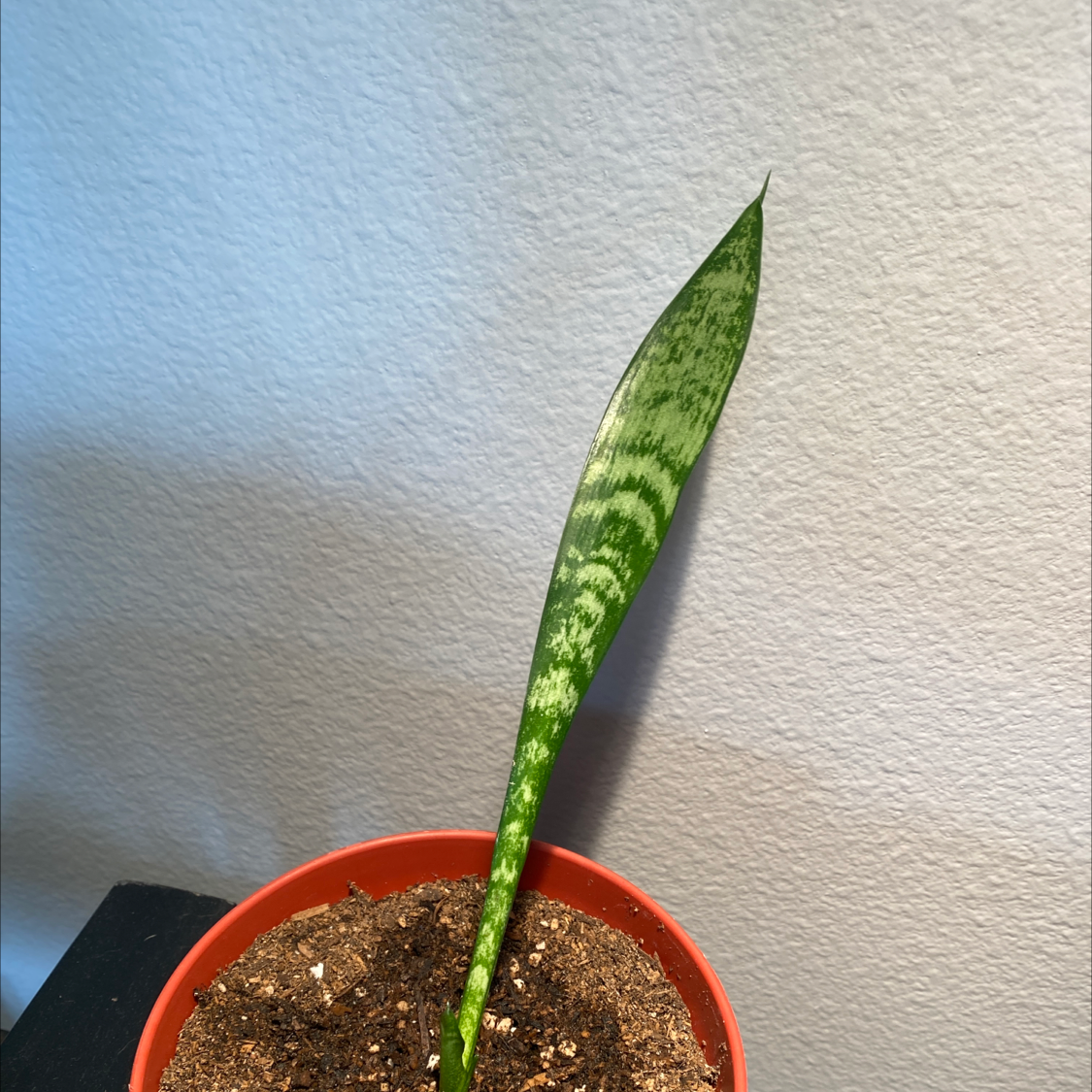 Sansevieria 'Lauren' plant with one prominent leaf in a small pot with visible soil.
