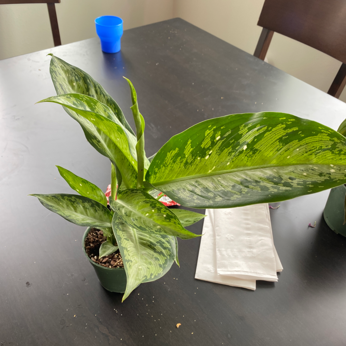 Dieffenbachia 'Camouflage' plant on a table with healthy green leaves and visible soil.