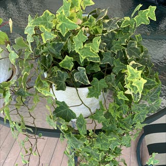 English Ivy plant in Greenville, Pennsylvania