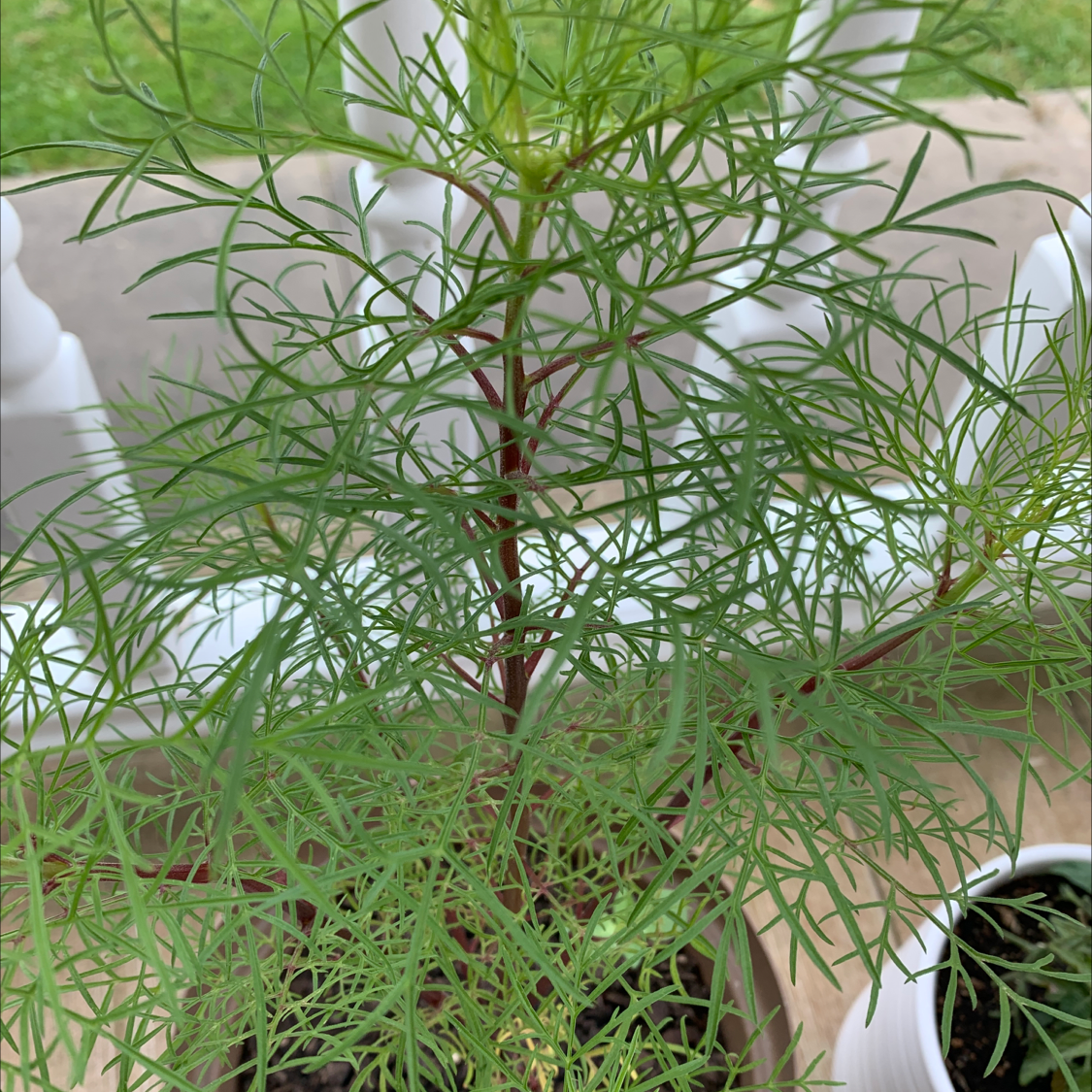 Healthy Garden Cosmos plant with feathery leaves in a pot, soil partially visible.