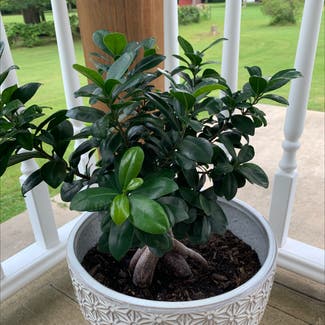 Ficus Ginseng plant in Greenville, Pennsylvania