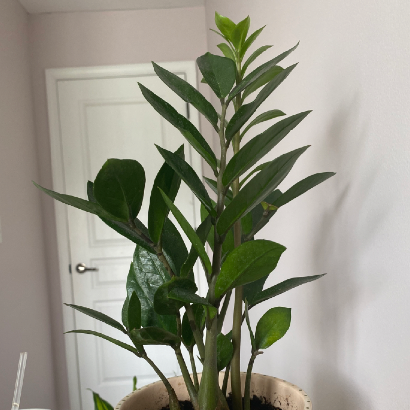 Zamioculcas Zamiifolia plant photo by Maddy named zz on Greg, the plant care app.