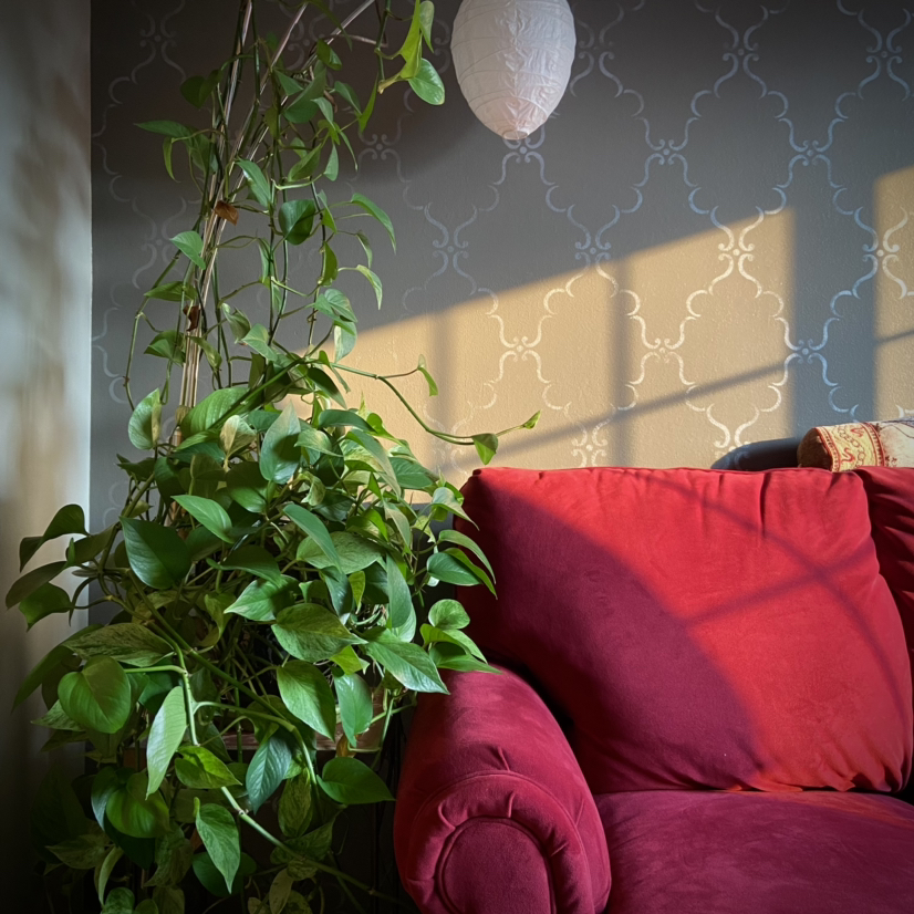 Taro Vine plant photo by @kibbyhansen named Joanie on Greg, the plant care app.