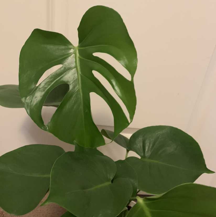Photo of the plant species Swiss Cheese Plant by @Saori named Mon-Mon on Greg, the plant care app