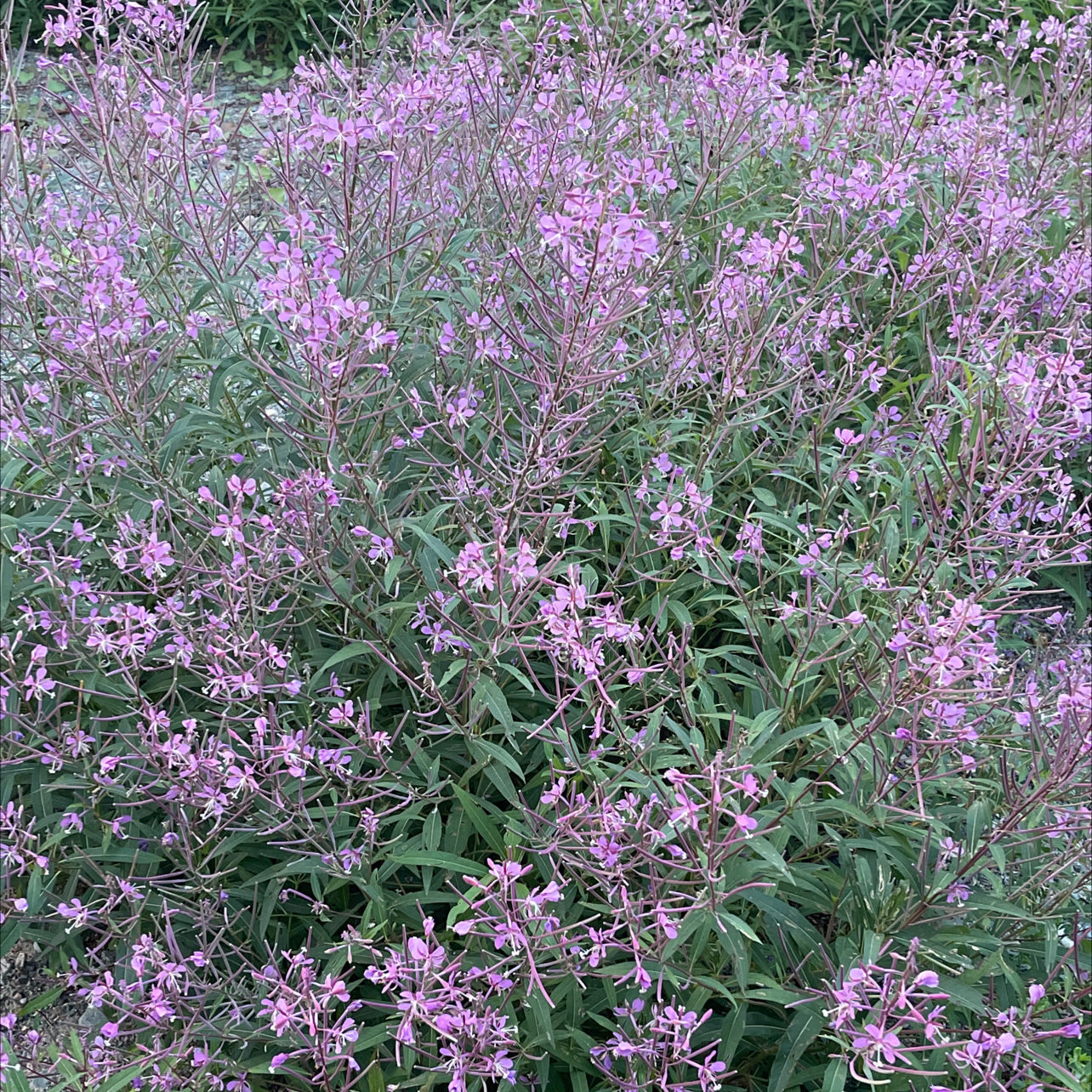 Photo of the plant species Flowering-willow by Kirsten named Your plant on Greg, the plant care app
