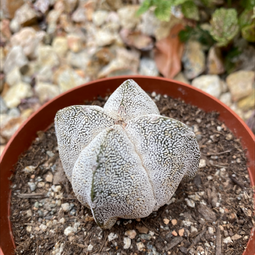 Bishop's Cap Cactus in a small pot with visible soil, well-framed and in focus.