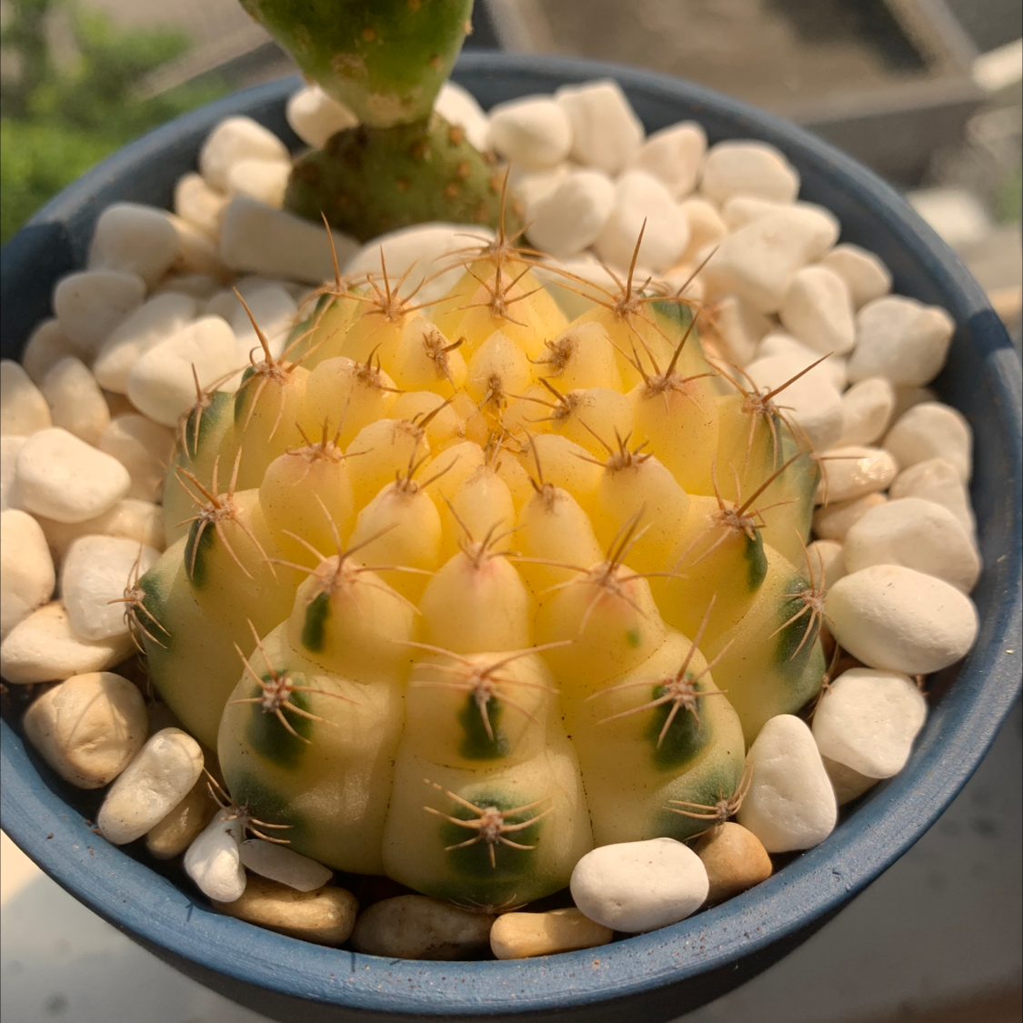 Photo of the plant species Spider Cactus by Cx named Sunny on Greg, the plant care app