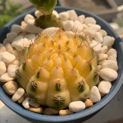 Spider Cactus plant