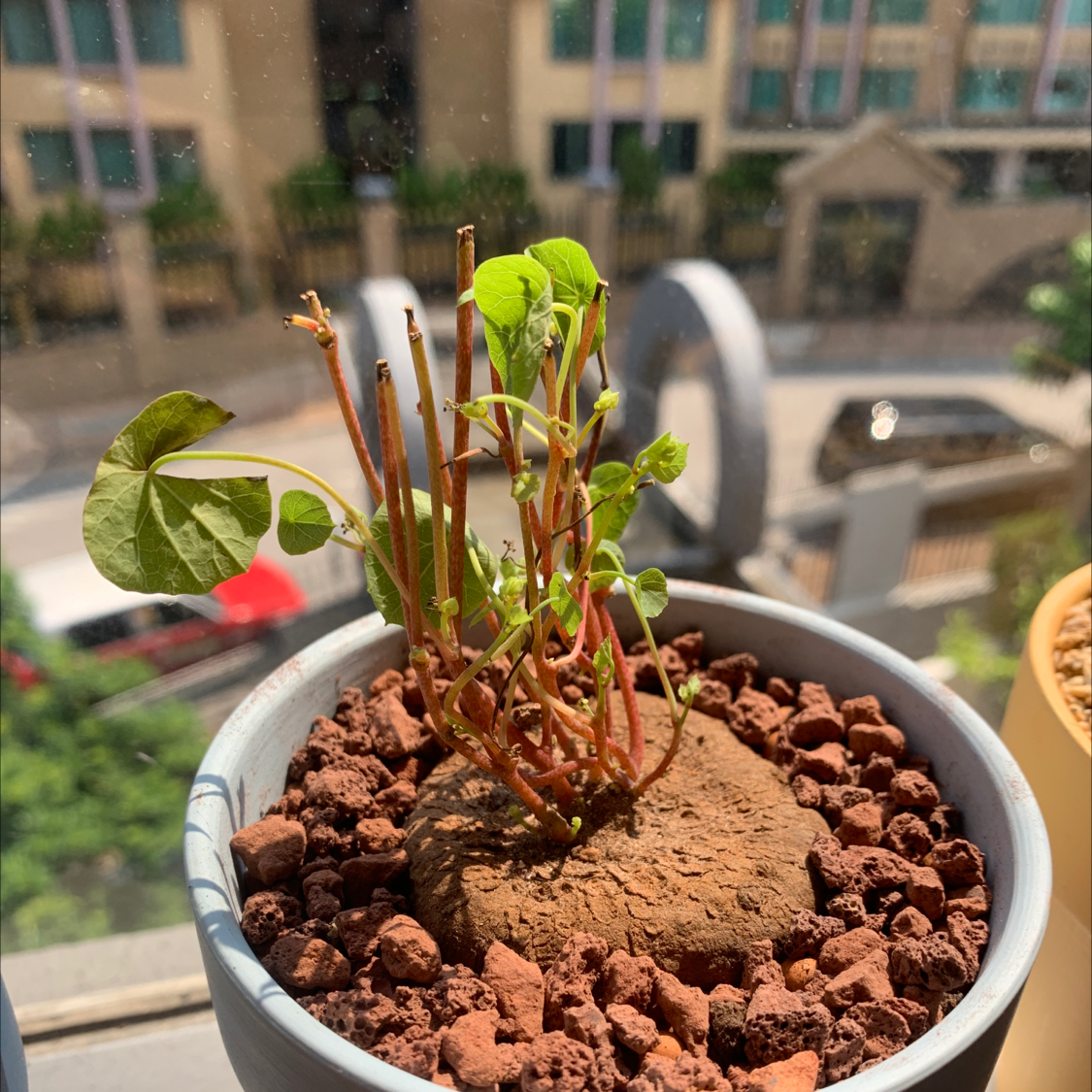 Potted Stephania erecta plant with green leaves and bare stems, visible soil, and some leaf discoloration.