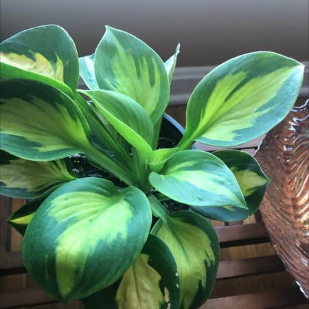 Photo of the plant species Hosta sieboldii by Maria named Your plant on Greg, the plant care app