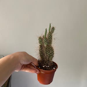 Bunny Ears Cactus plant photo by @aur0ra named Bunni on Greg, the plant care app.