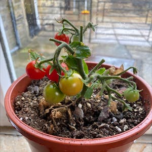 Tomato Plant plant photo by @aur0ra named Duke on Greg, the plant care app.
