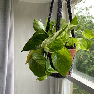Marble Queen Pothos plant photo by Aur0ra named Maya on Greg, the plant care app.