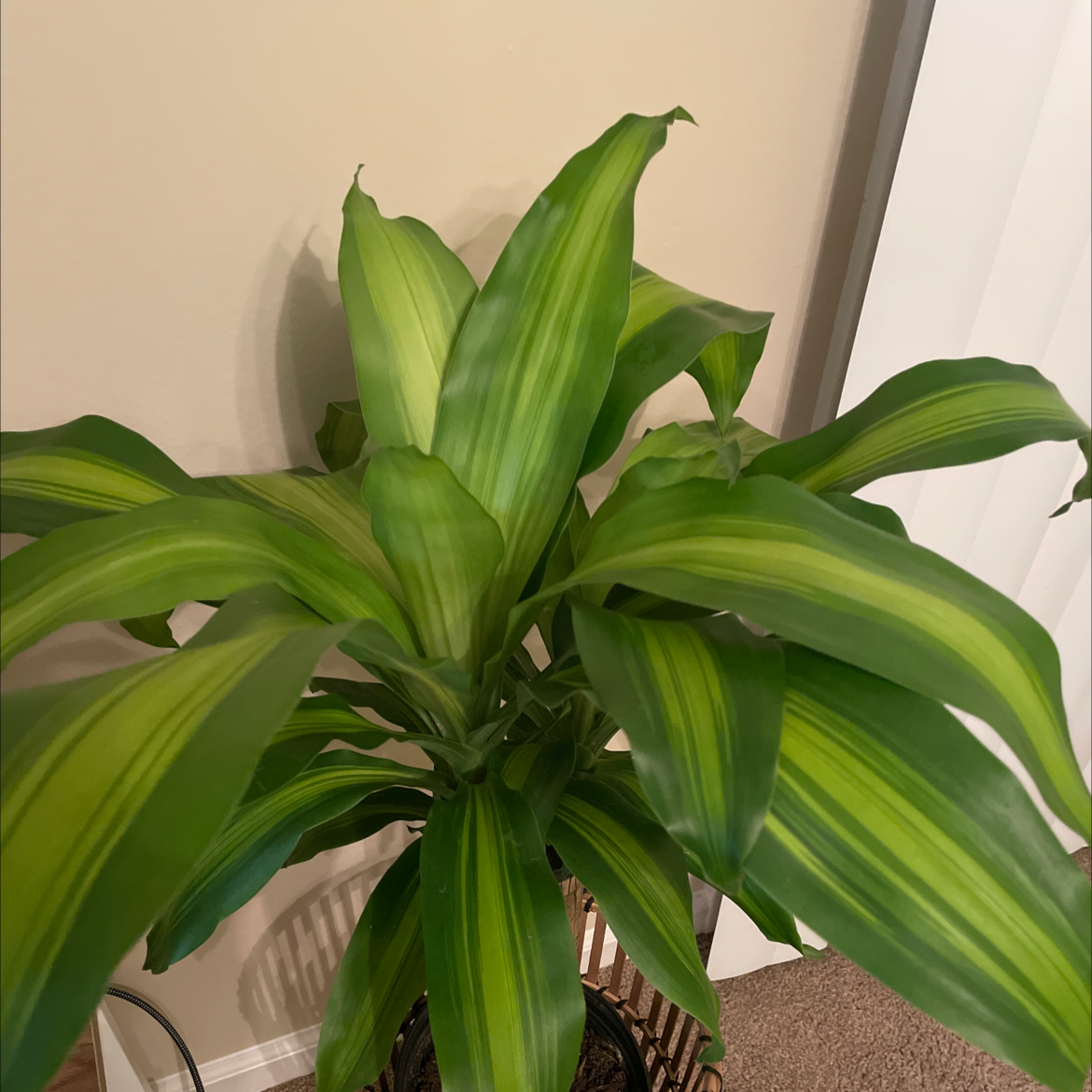 Healthy Dracaena Massangeana plant with vibrant green leaves featuring yellow stripes.