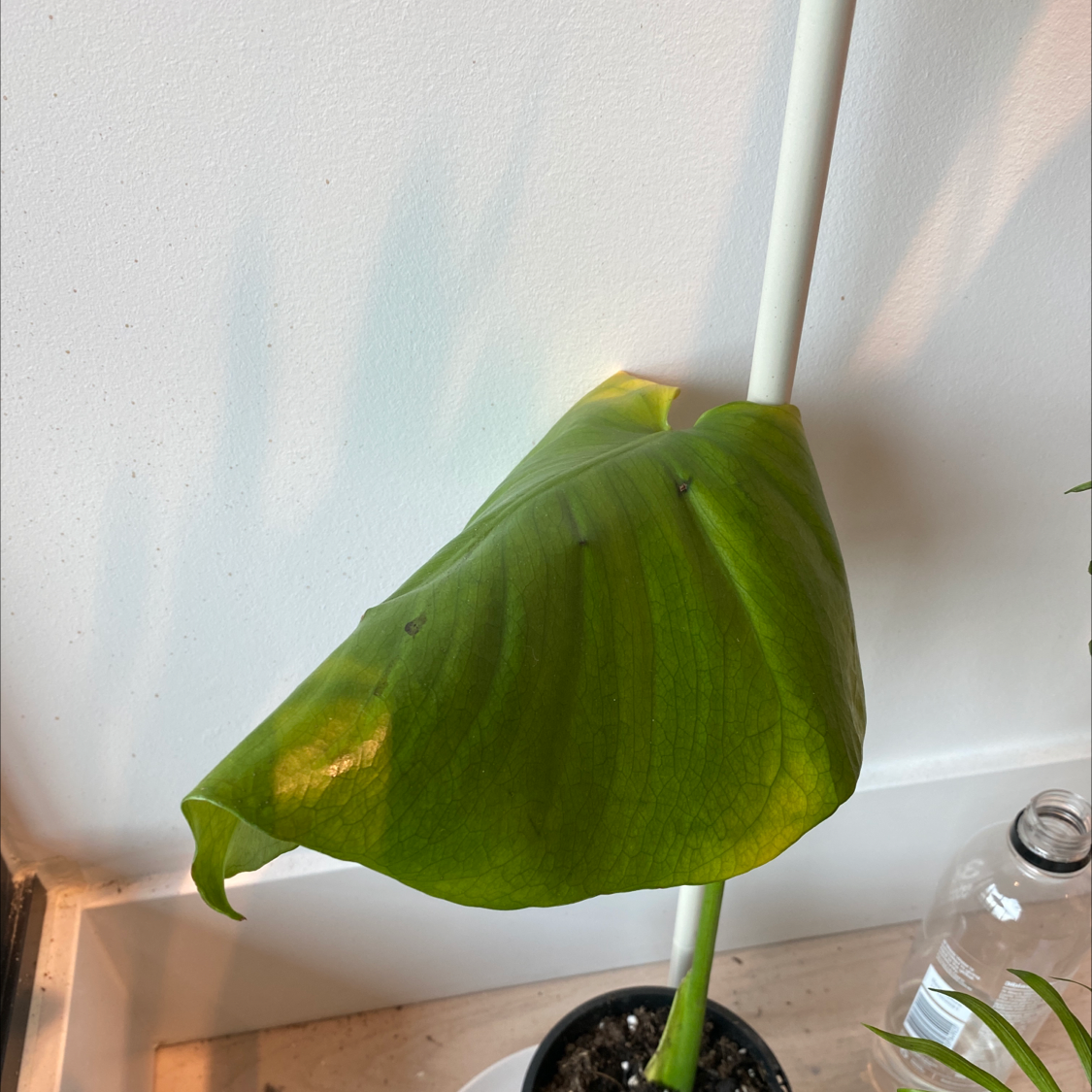 Monstera plant photo by @asmarasoekotjo named big leaf mon on Greg, the plant care app.