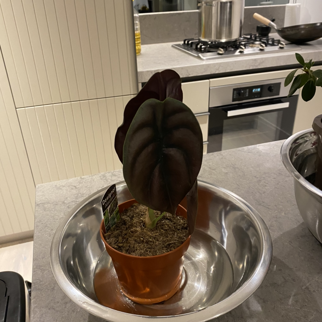 Photo of the plant species Alocasia ‘Red Secret’ by @asmarasoekotjo named thedarkness on Greg, the plant care app