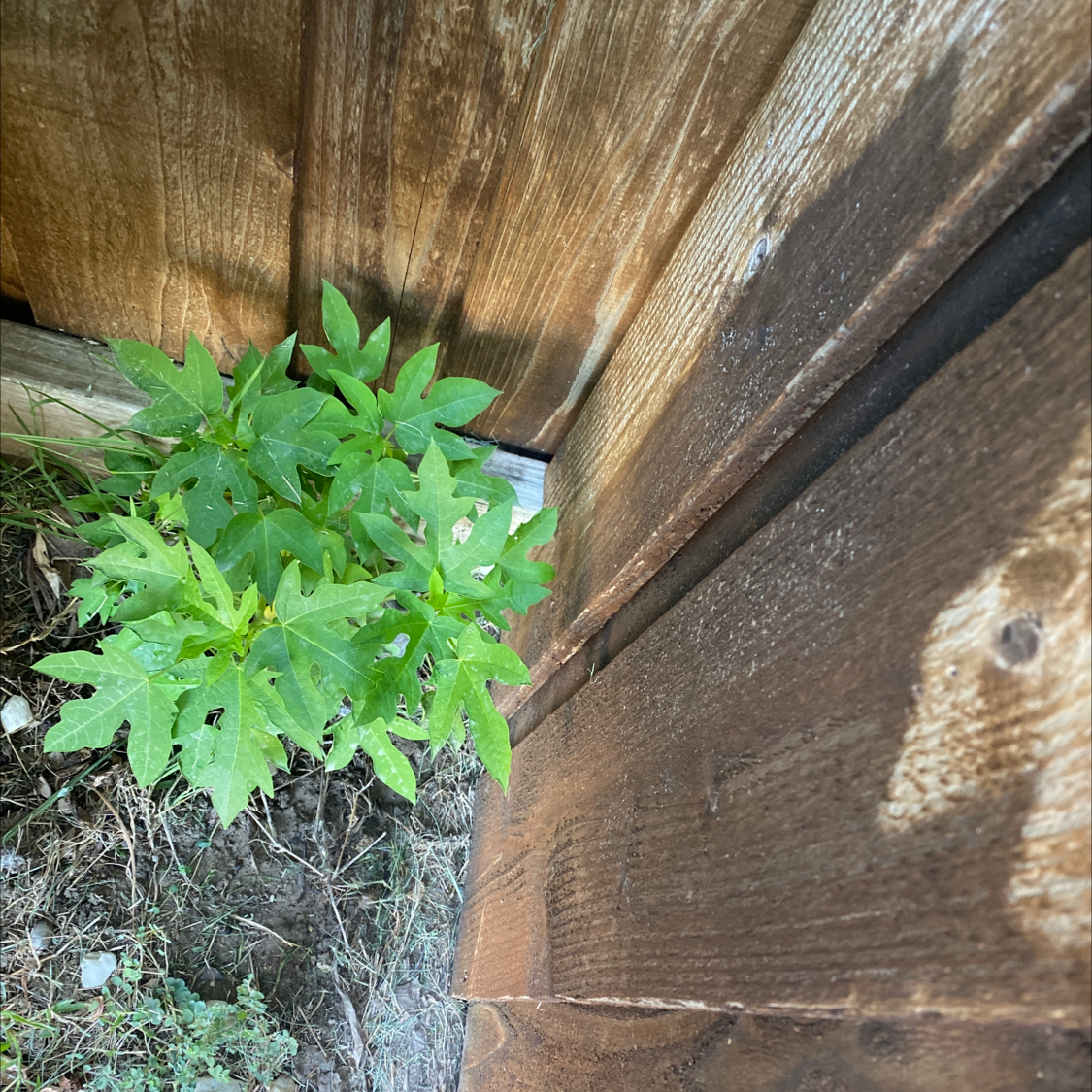 Young papaya plant growing next to a wooden fence, healthy green leaves.