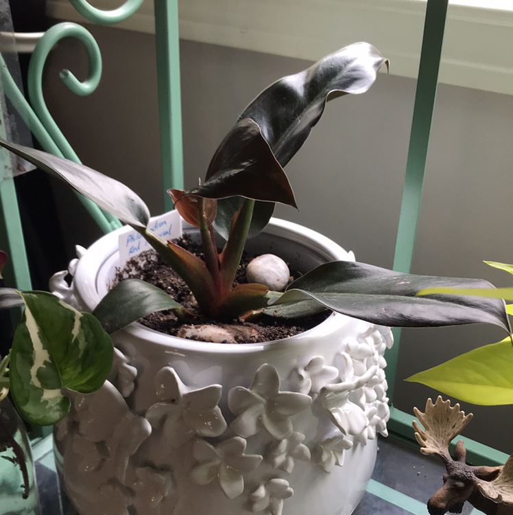 Philodendron 'Imperial Red' plant in a decorative white pot with some browning on the leaves.