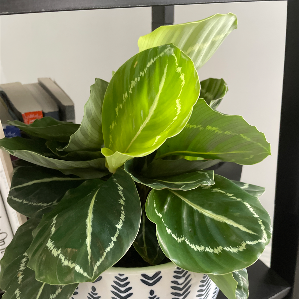 Rose Calathea plant photo by Rio named Kala on Greg, the plant care app.