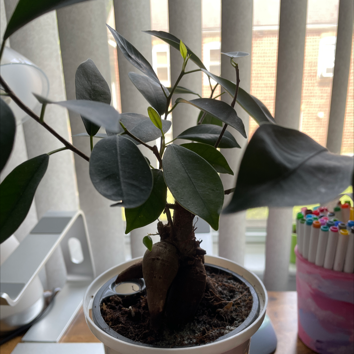 Ficus Ginseng plant photo by Rio named Bonny on Greg, the plant care app.