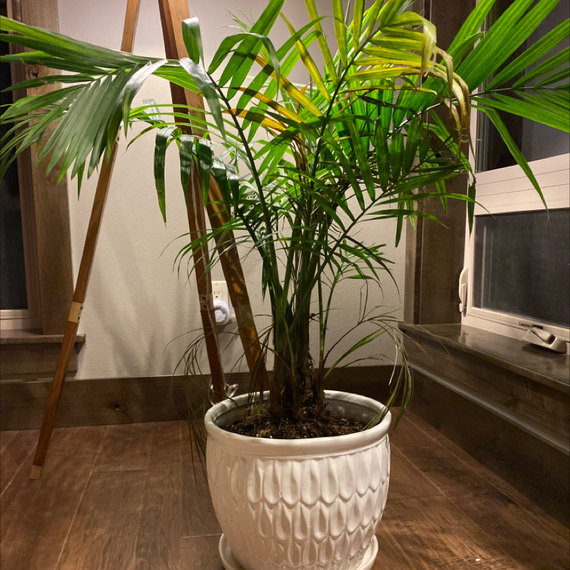 Areca Palm Leaves Curling