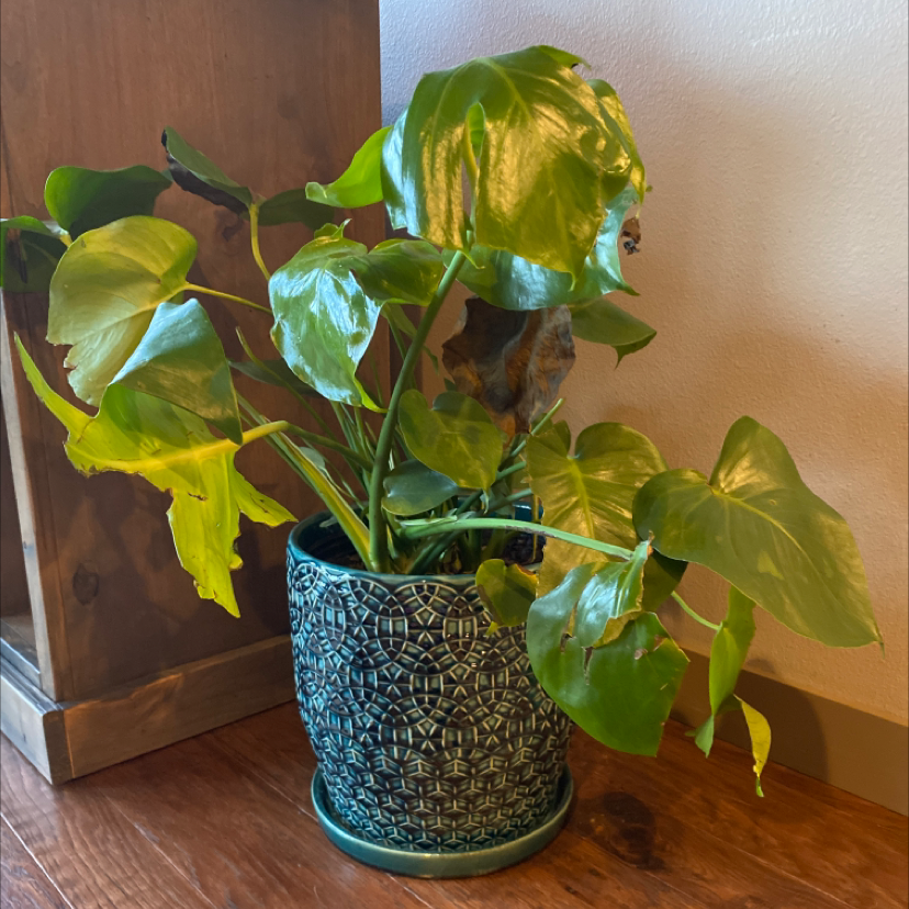 A healthy Chinese Taro plant with large, glossy green heart-shaped leaves in a blue and white ceramic pot.