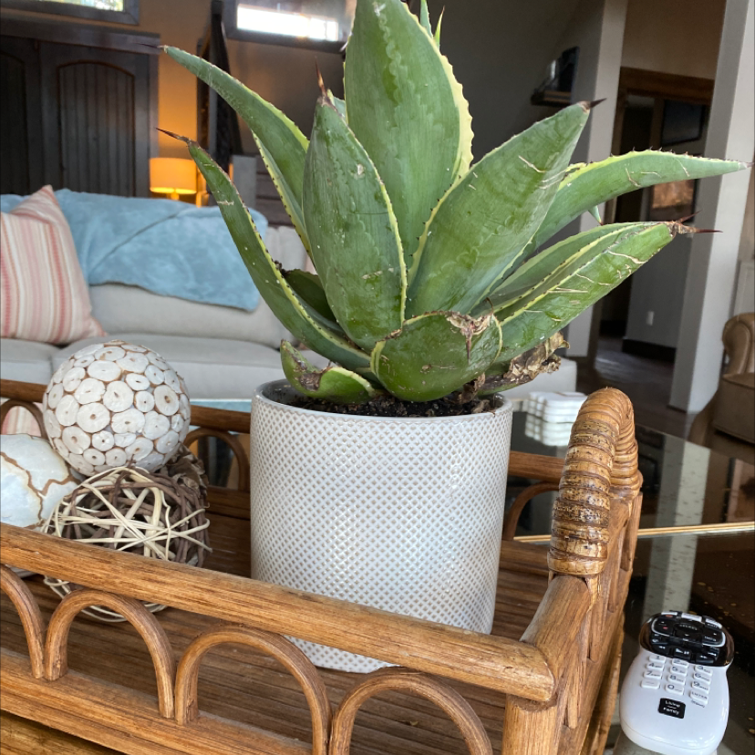Healthy potted century plant with large green serrated leaves, in a white textured pot on a wooden shelf with decorative items.