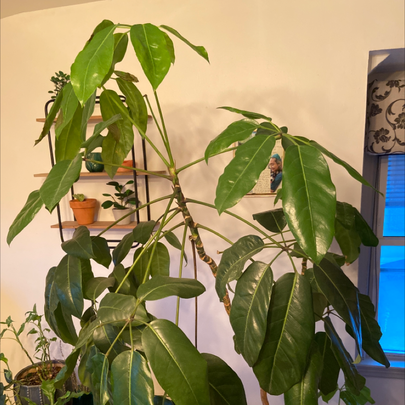 Umbrella Tree plant photo by Kat named azula on Greg, the plant care app.