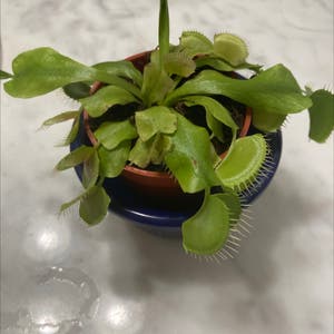 Red Piranha plant photo by @Serena.thornton named Venus flytrap on Greg, the plant care app.