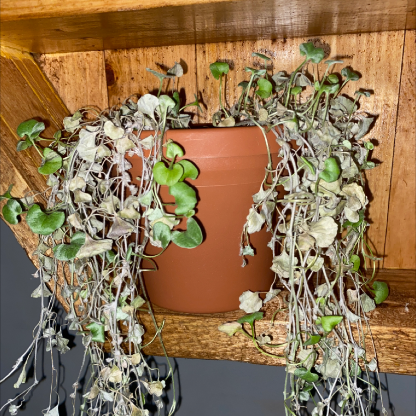 Photo of the plant species Silver Ponysfoot by @hardigraham named silvia - she dead af ik on Greg, the plant care app