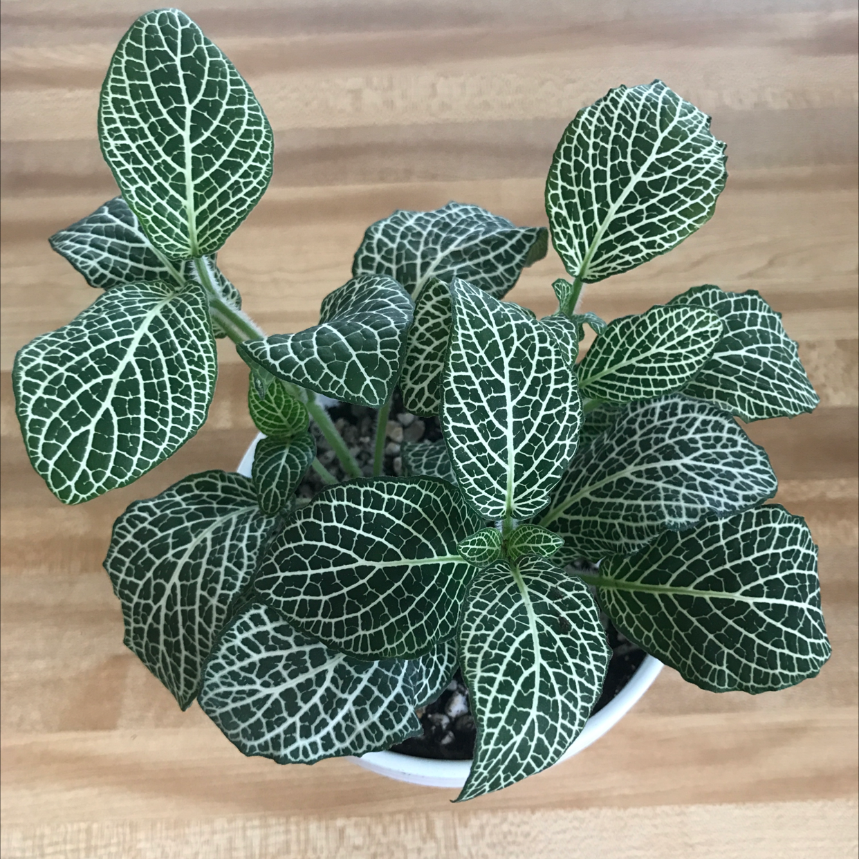 Photo of the plant species Nerve Plant by @Awkwardspacecat named Nervous-System 🧬 on Greg, the plant care app